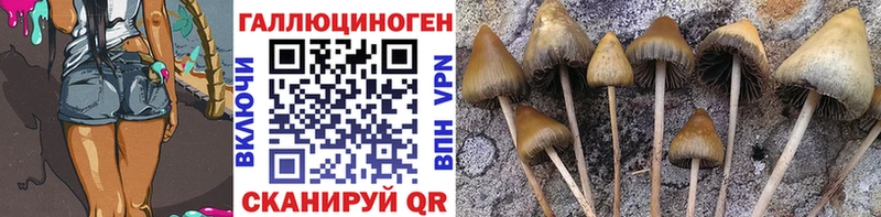 Галлюциногенные грибы Psilocybine cubensis  закладка  Плавск 